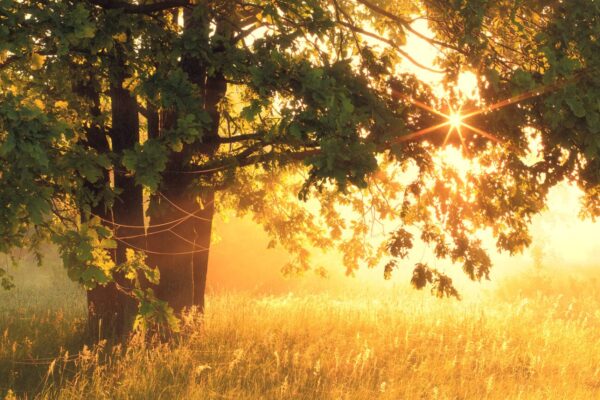 right Sun Shines Coming Through Tree On Meadow - Sunny Spring Landscape