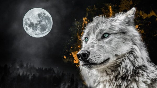 a grey wolf standing in the moonlight